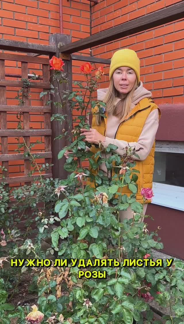 Нужно ли удалять листья на розах осенью? смотреть онлайн