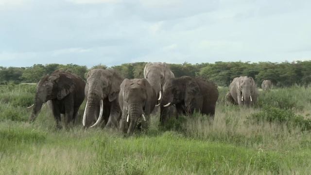KENYA'NIN VAHŞİ DOĞASI | Yaban Hayatı Ve Doğa Belgeseli 🦁🐾