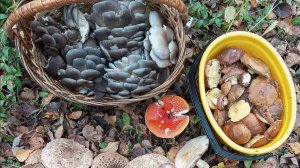 Грибы есть !!!  27 октября 2024 г.