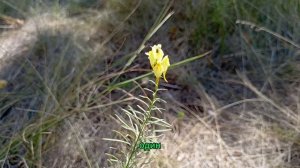 Выгони эту девушку немедленно из моего дома! Иначе я продам жилье. Я не позволю... - пылила свекров