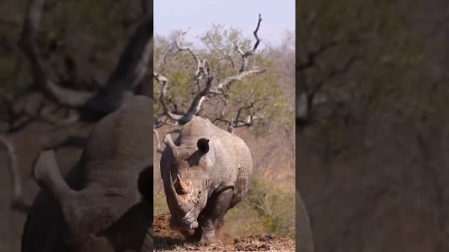 Why YOU should visit the Kruger Park | SOUTH AFRICA смотреть онлайн