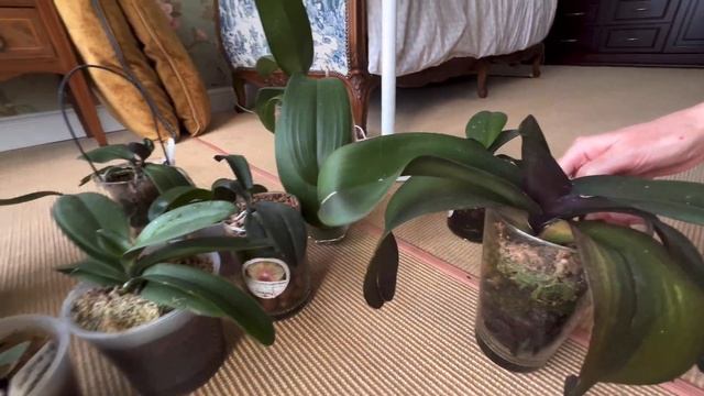 Чтобы орхидея из магазина цвела дома круче, чем в магазине! 🔥 смотреть онлайн