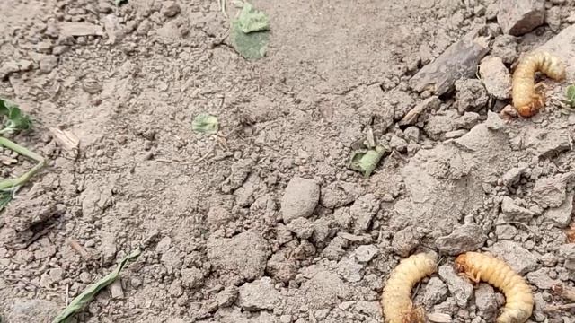 Майський жук, борозняк - личинка хруща! смотреть онлайн