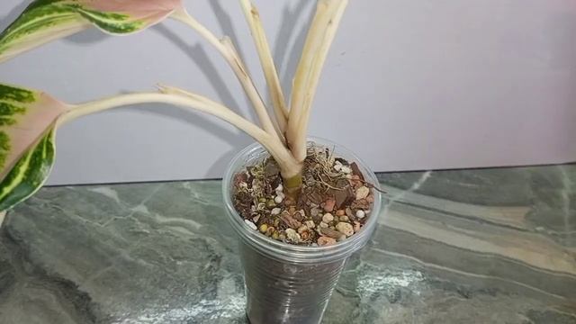 аглаонема/спасаю панаму ванилла #аглаонема #аглаонемы #plants #aglaonema #цветы #щитовка#гниль