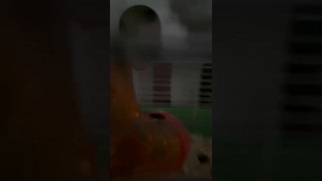 Сирийские хомечата смотреть онлайн