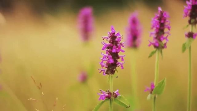 Я вышла с балкона, а у меня на пороге стоит свекровь! Я была в злости. Откуда у вас ключ? Сынок да смотреть онлайн