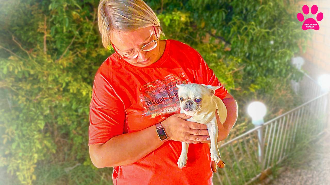 Собаке больно! Что произошло? Неужели опять нужна операция за 100 тыс.руб? смотреть онлайн