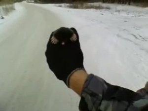 крот