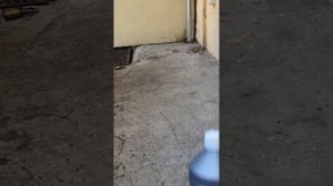 Если коты метят ваш балкон.  Выход есть.