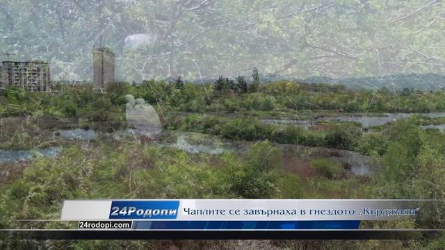 Чаплите се завърнаха в Кърджали смотреть онлайн