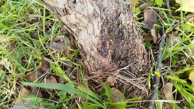 Не белите кору, не посмотрев это видео! смотреть онлайн