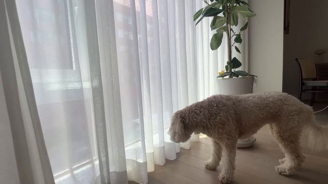 MY DREAM NYC APARTMENT TOUR! *eeeek!!*