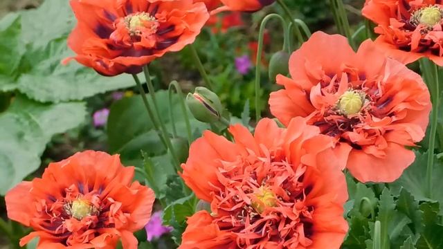 Инна, доченька, у твоего брата накопились алименты на миллион! Прошу тебя продай квартиру 23 смотреть онлайн