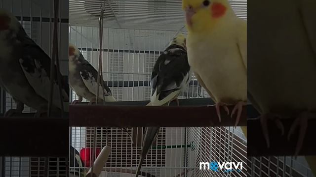 #harizma_ptichka
Кореллы, как и мы смотреть онлайн