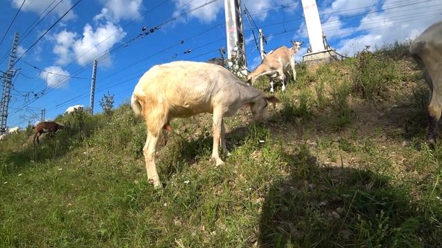 Иванисово смотреть онлайн
