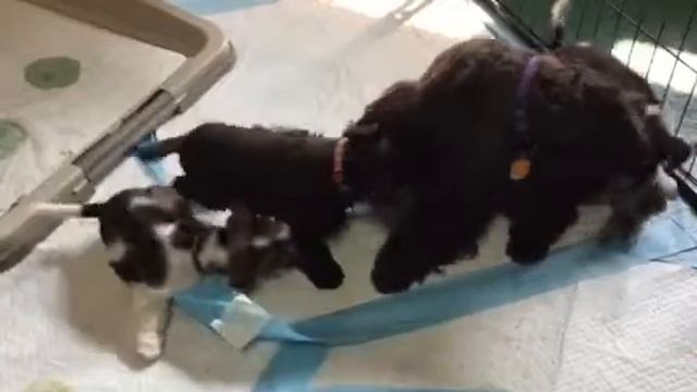 Charisma/Apollo pups - 5 weeks old смотреть онлайн