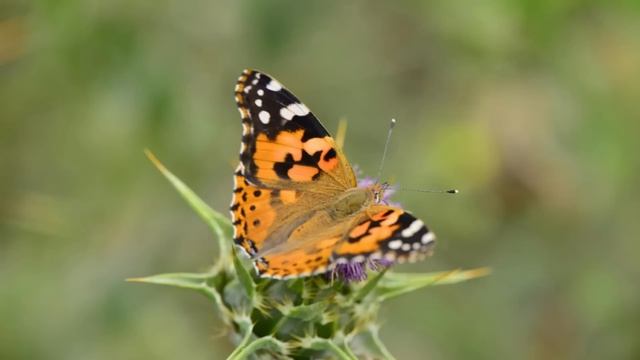Женившись на тихой и скромной девушке, мужчина и не подозревал, кем в итоге окажется его жена... смотреть онлайн