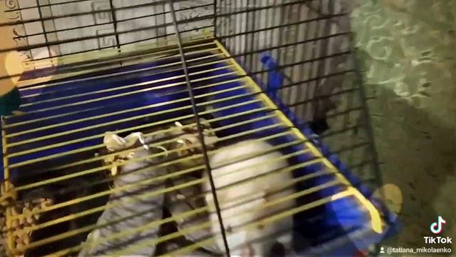 Милота_zoo два питомца в квартире....крыса с кошкой... очень хорошо дружат смотреть онлайн