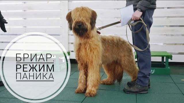 Догтренинг 731. Бриар: режим паника смотреть онлайн