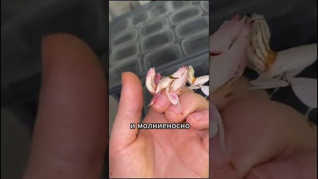 Всё, что вы не знали о пауках и насекомых #паук #насекомые #факты #познавательно #удивительно смотреть онлайн