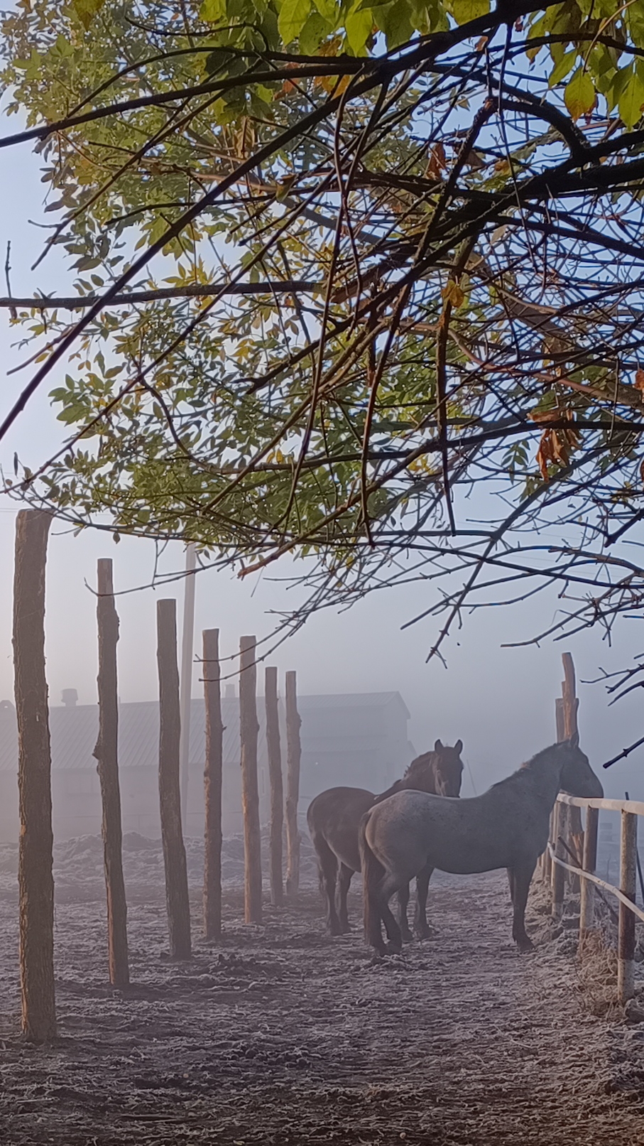 Москва не сибирь.mp4