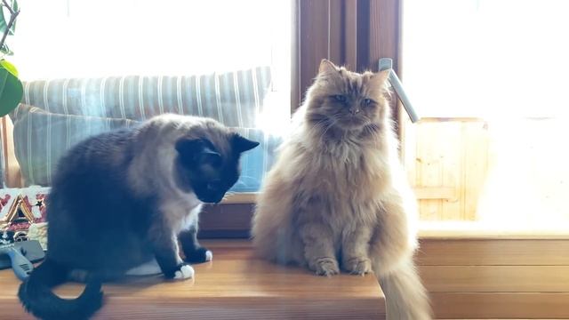 Доминирование. КТО В ДОМЕ ГЛАВНЫЙ! смотреть онлайн