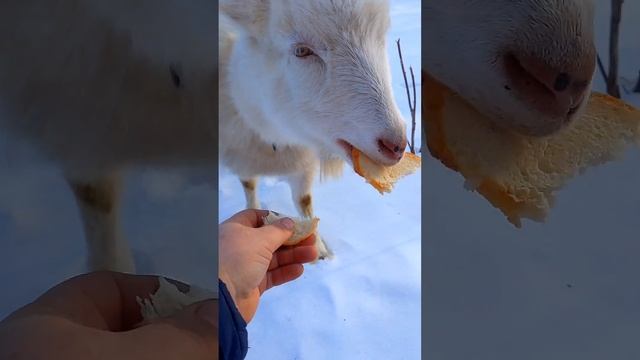 ДЕРЕВНЯ.КОТ С КОЗОЙ.) смотреть онлайн