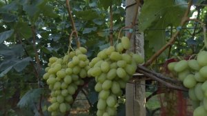 Виноград Благородный(Днепровский Маникюр Фингер)