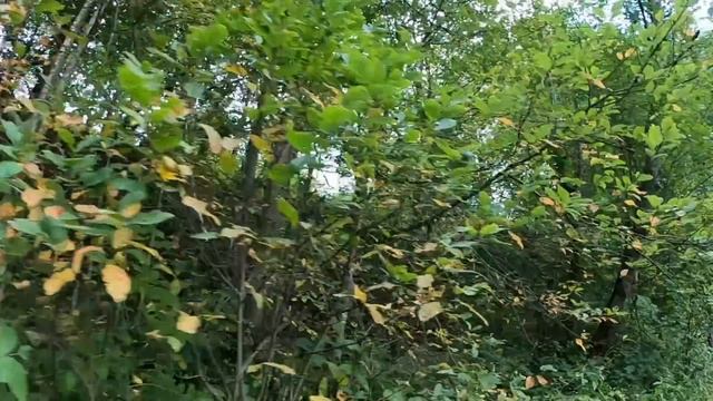 -Дай погадаю! Богач кинул крупную купюру гадалке с ребенком. Но когда та предложила проверить жену. смотреть онлайн