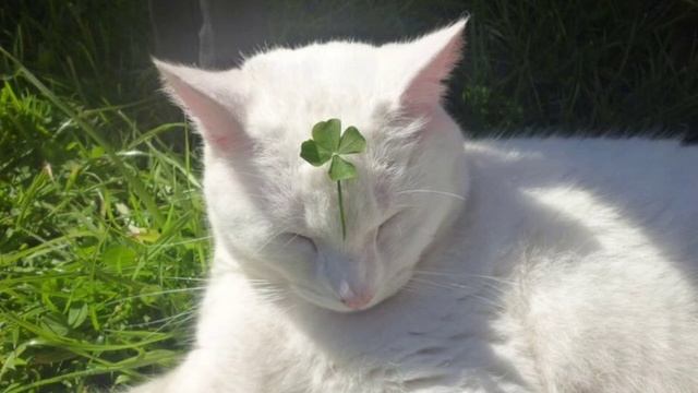 Выиграть миллион в лотерее? Легко! || САБЛИМИНАЛ НА УДАЧУ|| LUCKY GIRL смотреть онлайн