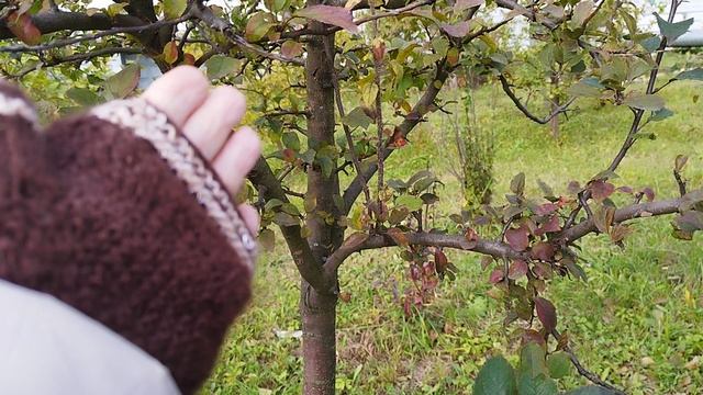 Почему я выбираю разреженно-ярусную формировку кроны!? смотреть онлайн