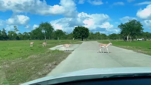 Lion Country Safari!