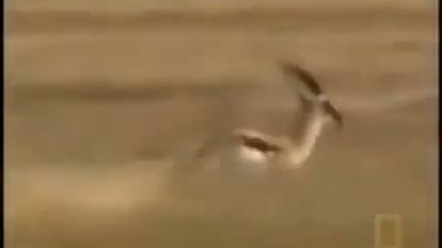 CRAZIEST EVER Animal - Ultimate Compilation смотреть онлайн