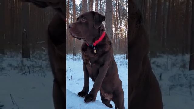 Лабрадор декабрь 22 смотреть онлайн