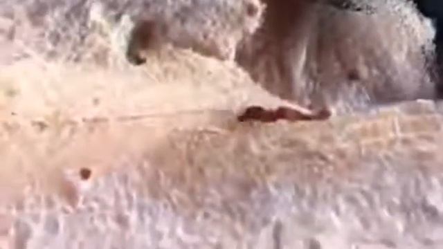 Жесть куча муравьев поселилась в полистероле смотреть онлайн