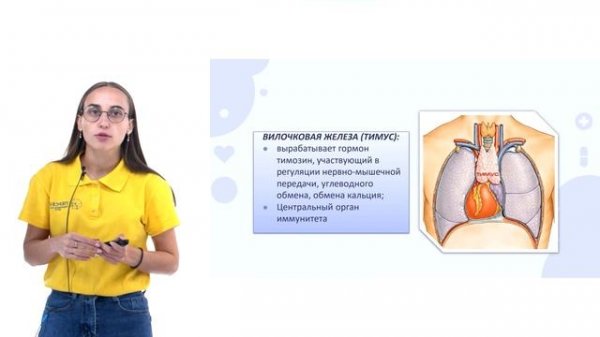 Эндокринная система Железы