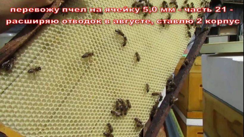 пчеловодство на ячейке 4,9 мм - часть 21, улей Кука, ставлю второй корпус, 17.10.2023 смотреть онлайн