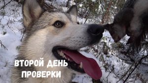 ЕЩЁ ПУШНИНА НАМ В КОПИЛКУ