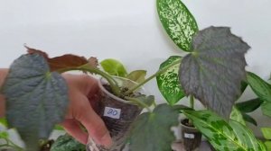 ПРОДАЖА комнатных растений, растения почтой. Не актуально