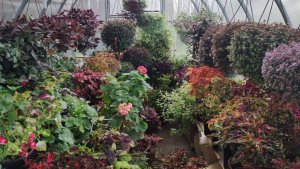 Подготовка к зимовке традесканций и каллизий .Как буду сохранять и размножать до весны.