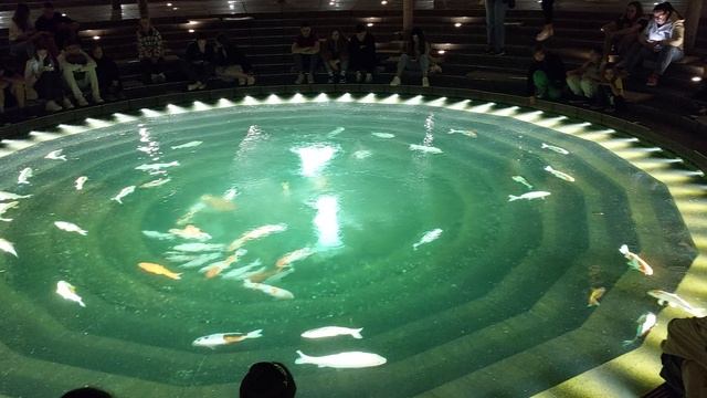 Кои в парке Галицкого смотреть онлайн