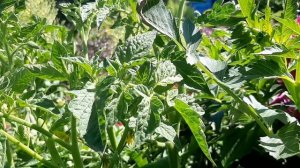 Аффирмация Я разрешаю Себе быть СЧАСТЛИВОЙ!