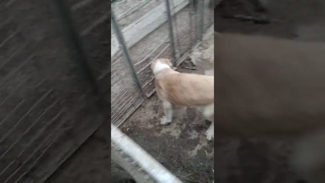Щенки Алабая 4 месяца, очень красивые 😍 смотреть онлайн