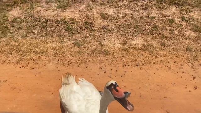 FAMILY TRIP TO A SAFARI - JUNIOR BDAY смотреть онлайн