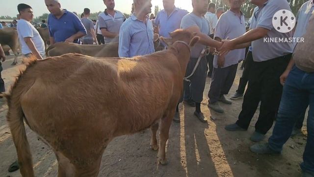 МАРХАМАТ МОЛ БОЗОРИ БУГУНГИ НАРХ НОВОЛАР ЯНГИ НАРХЛАРИ ДЕХКОНЛАР БОЗОРИ БУ БОЗОР