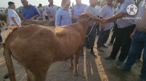 МАРХАМАТ МОЛ БОЗОРИ БУГУНГИ НАРХ НОВОЛАР ЯНГИ НАРХЛАРИ ДЕХКОНЛАР БОЗОРИ БУ БОЗОР