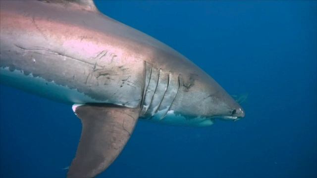 Wild animals_Australia_beehive2-culture-video-unit-3 смотреть онлайн