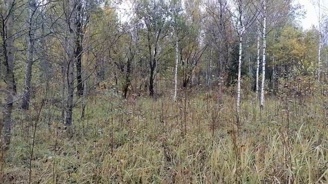 Тренировка🌲 смотреть онлайн