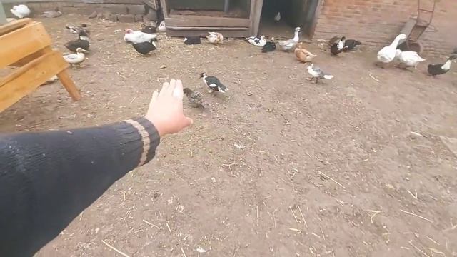 Как определить пол уток и гусей)) точный способ! смотреть онлайн