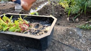 Высадка свеклы рассадой, летом на второй оборот. Свекла для позднего урожая на зиму.#свекла